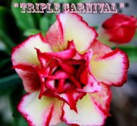 Adenium Obesum 'Triple Carnival' x 5 Seeds