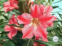 (image for) Adenium Obesum Seeds 'Star of Happiness' 5 seeds