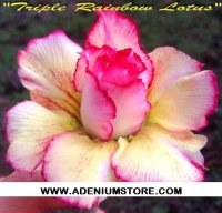 Adenium Obesum 'Triple Rainbow Lotus' 5 Seeds