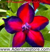 (image for) New Rare Adenium 'Double Stella' 5 Seeds