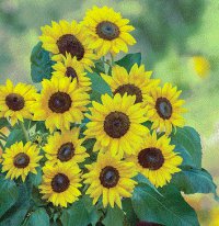 (image for) Sunflower Dwarf Sunray Yellow F1 x 10 Seeds