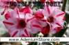 (image for) New Rare Adenium 'Double Two Tone' 5 Seeds
