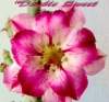 (image for) New Adenium 'Double Sweet Heart' 5 Seeds