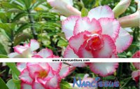 New Adenium 'Narcissus 2' 5 Seeds