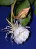 (image for) Epiphyllum [Orchid Cactus] 'Oxypetalum' 5 Seeds