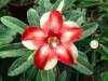 (image for) Adenium Obesum 'Star of Silver Wings' x 5 Seeds