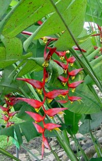 (image for) Heliconia Seeds 'Collinsiana' (5 Seeds)