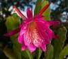 Epiphyllum Seeds [Orchid Cactus] 'Wendy' 5 Seeds