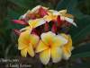 (image for) Plumeria Rubra Lueang Rotchana x 6 Seeds
