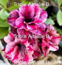 Adenium Obesum Triple Amalie B x 5 Seeds