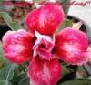 (image for) Adenium 'Double Lucky Leaf' 5 Seeds