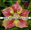 New Adenium 'Double Kiss' 5 Seeds
