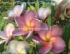 (image for) Plumeria Rubra 'Violet Gray' 6 Seeds