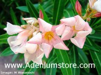 (image for) Nerium Oleander 'Centennial' 5 Seeds
