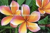 (image for) Plumeria Rubra Good as Gold 6 Seeds