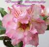 (image for) New Adenium 'Double Butterfly Flower' 5 Seeds
