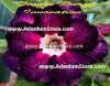 (image for) Adenium Obesum 'Double Purple Innovation' 5 Seeds