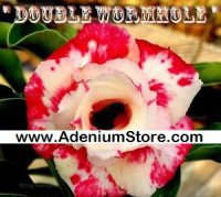 Adenium Obesum Double Wormhole 5 Seeds