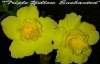 Adenium Obesum 'Triple Yellow Enchanted' 5 Seeds