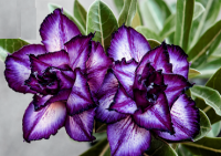 Adenium Obesum 'Double Purple Charms 1' 5 Seeds