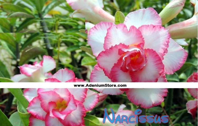 New Adenium \'Narcissus 2\' 5 Seeds