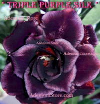 Adenium Obesum Triple Purple Silk 5 Seeds