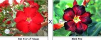 (image for) Adenium Seeds Red Aurora X Black Fire (5 Per Pack)