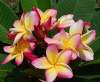 (image for) Plumeria Rubra Suvarnabhum Sunshine 6 Seeds