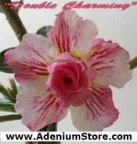 (image for) New Adenium 'Double Charming' 5 Seeds