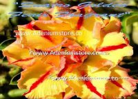 Adenium Obesum 'Quattro Golden Fenix Fragrant' 5 Seeds
