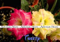 New Adenium Obesum 'Tweety' 5 Seeds