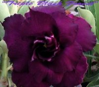 (image for) New Adenium 'Triple Black Forest' 5 Seeds