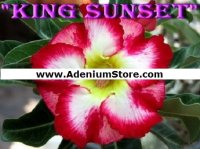 Adenium Seeds 'King Sunset' 5 Seeds
