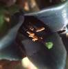 (image for) Puya 'Bromeliad Coerulea Hybrid' 5 Seeds