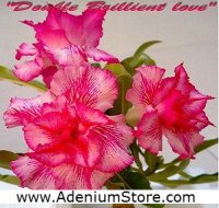 (image for) New Rare Adenium 'Double Brilliant Love' 5 Seeds