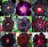 (image for) Adenium Obesum 'Black Mix' x 10 Seeds