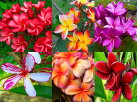 (image for) Plumeria Rubra Mixed x 6 Seeds