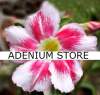Adenium Obesum 'Christmas Eve' 5 Seeds