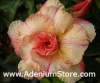 (image for) Adenium Obesum 'Siam Vanilla' 5 Seeds