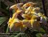 (image for) Plumeria Rubra Lueang Compact x 6 Seeds
