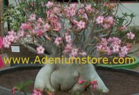 Adenium Arabicum 'Dwarf White Giant' 5 Seeds