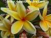 (image for) Plumeria Rubra 'Paul Weissich' 6 Seeds