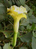 (image for) Datura Seeds 'Double / Triple Yellow' (5 Seeds)