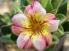 (image for) Adenium Obesum Seeds 'Lovely Yellow' 5 seeds