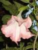 (image for) Angels Trumpet 'Pink Suaveolens' (5 Seeds)