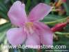 (image for) Nerium Oleander 'Pleasants Post-Office Pink' 5 Seeds