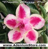 (image for) New Adenium 'Double Cherry Pie' 5 Seeds