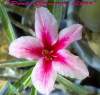 Adenium Obesum 'Pink Crimson Star' 5 Seeds