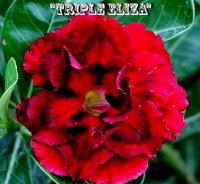 (image for) Adenium 'Triple Eliza' 5 Seeds
