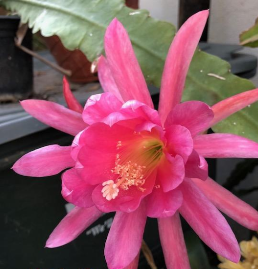 Epiphyllum Crenatum \'Pink Padre\' 5 Seeds